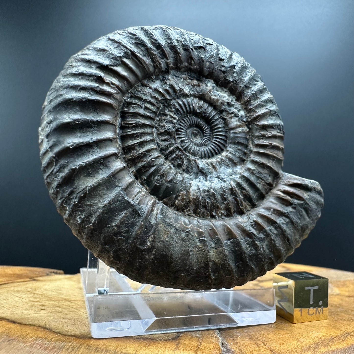 Dactylioceras Ammonite Fossil With box and Stand - Whitby, North Yorkshire Jurassic Coast Yorkshire Fossils