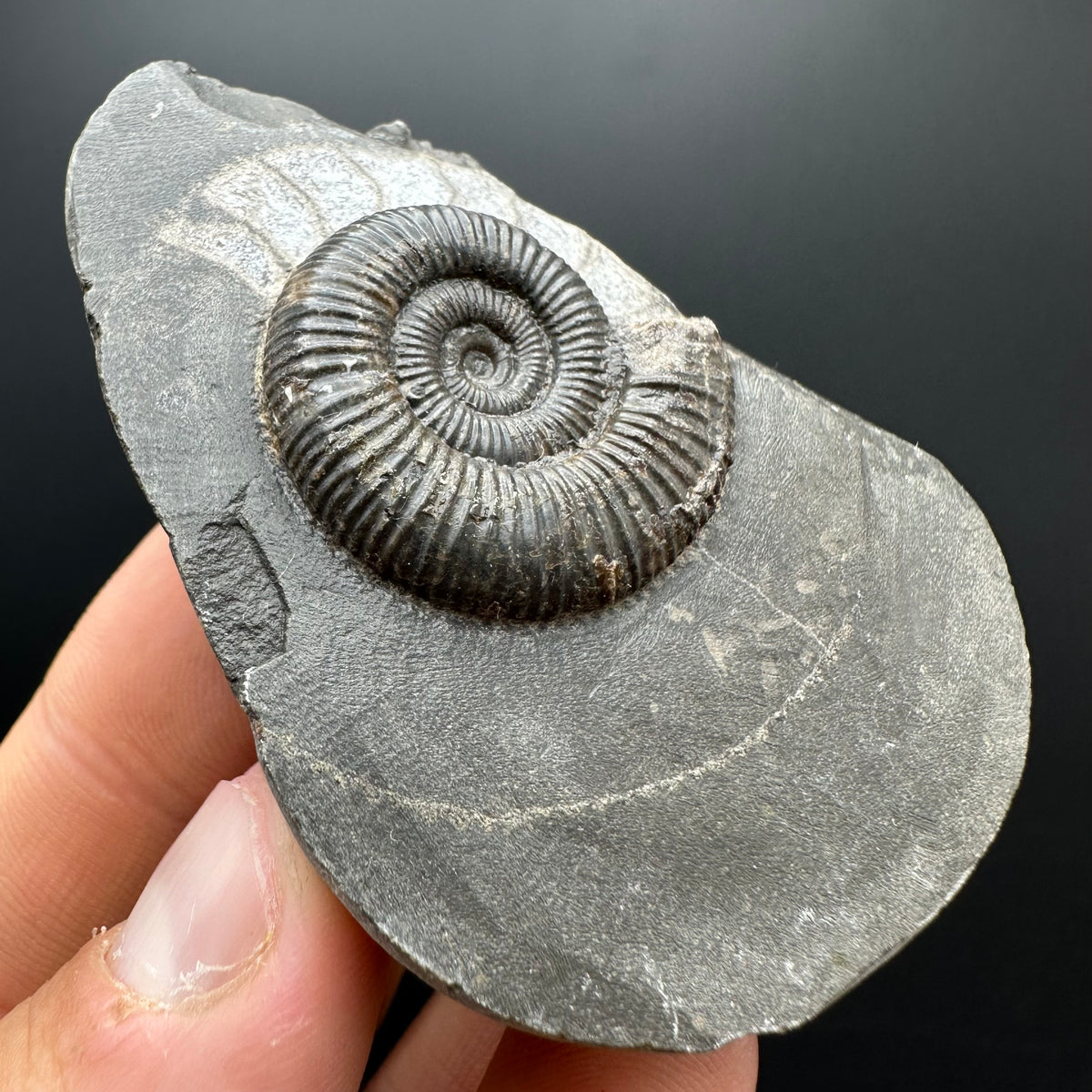Dactylioceras Ammonite Fossil With box and Stand - Whitby, North Yorkshire Jurassic Coast Yorkshire Fossils