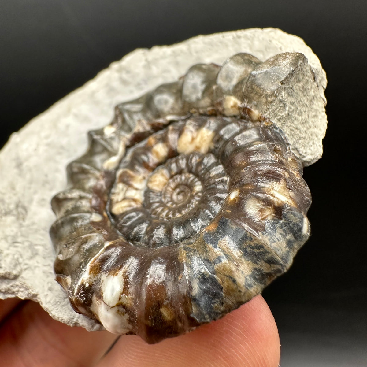 Androgynoceras maculatum ammonite fossil with box and stand - Whitby, North Yorkshire Jurassic Coast Yorkshire Fossils