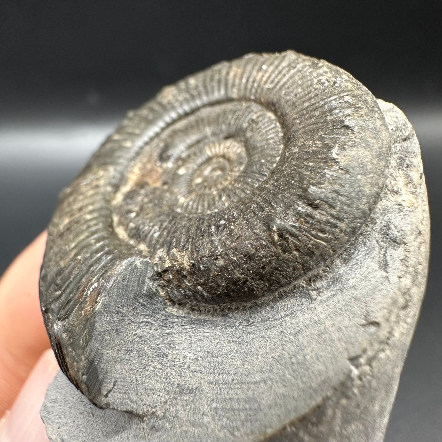 Peronoceras turriculatum Ammonite fossil with box and stand - Whitby, North Yorkshire Jurassic Coast, Yorkshire fossils