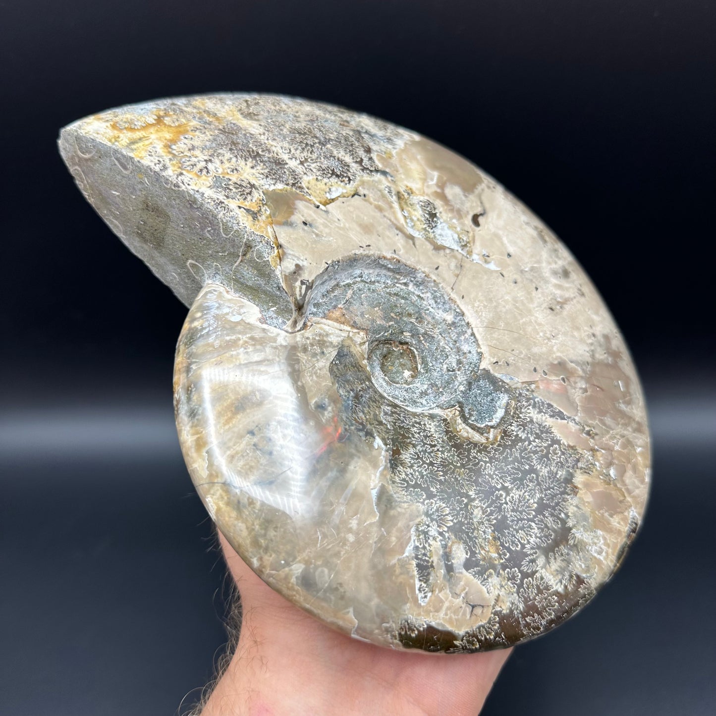 Cleoniceras Ammonite Fossil With Stand - Cretaceous Ammonite Madagascar