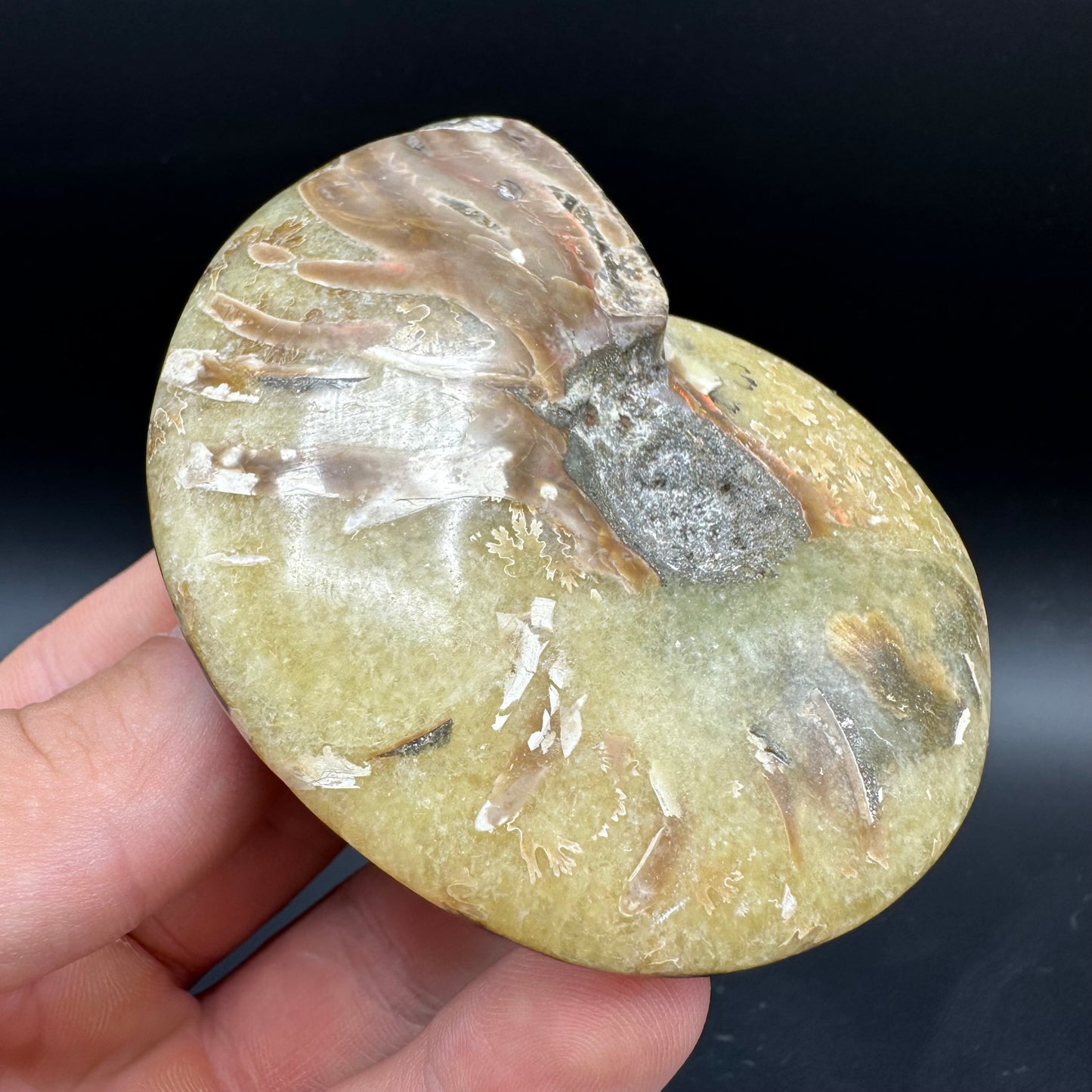 Cleoniceras Ammonite Fossil With Box And Stand - Cretaceous Ammonite Madagascar
