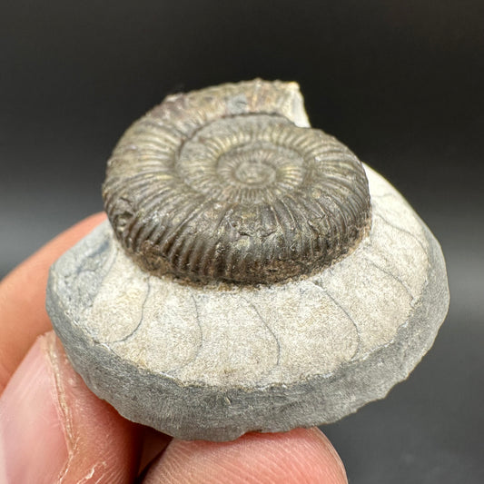 Dactylioceras Ammonite Fossil With Box And Stand - Whitby, North Yorkshire Jurassic Coast Yorkshire Fossils