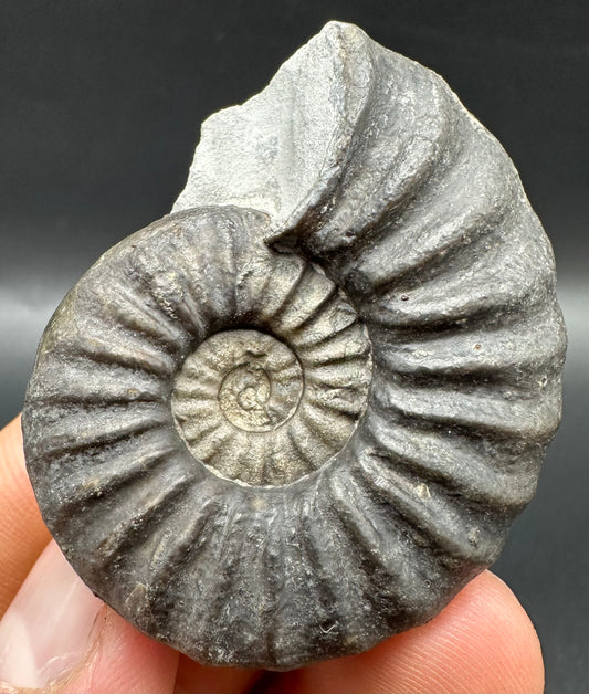 Asteroceras Ammonite fossil with box and stand - Whitby, North Yorkshire Jurassic Coast Yorkshire Fossils