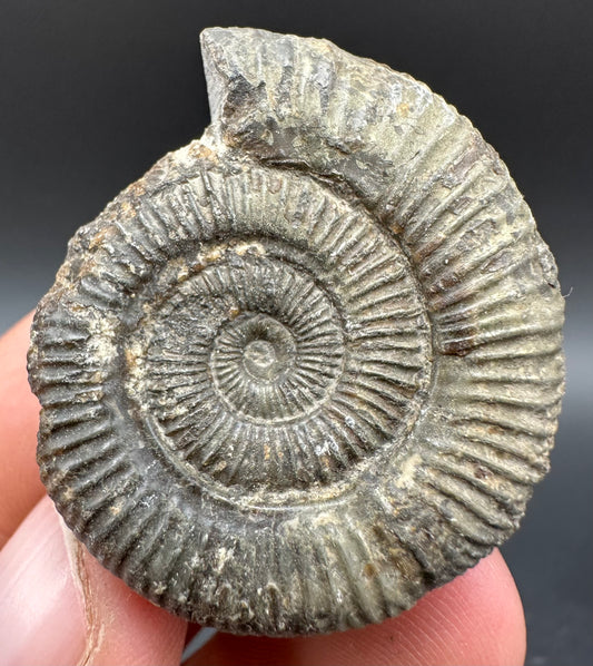 Dactylioceras Ammonite Fossil With Box And Stand - Whitby, North Yorkshire Jurassic Coast Yorkshire Fossils