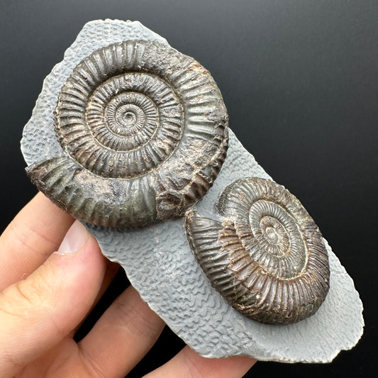 Dactylioceras Ammonite Fossil With Stand - Whitby, North Yorkshire Jurassic Coast Yorkshire Fossils