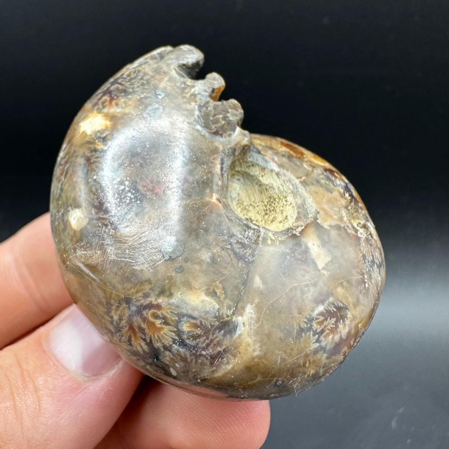 Phylloceras Ammonite Fossil With Box And Stand - Cretaceous Ammonite Madagascar