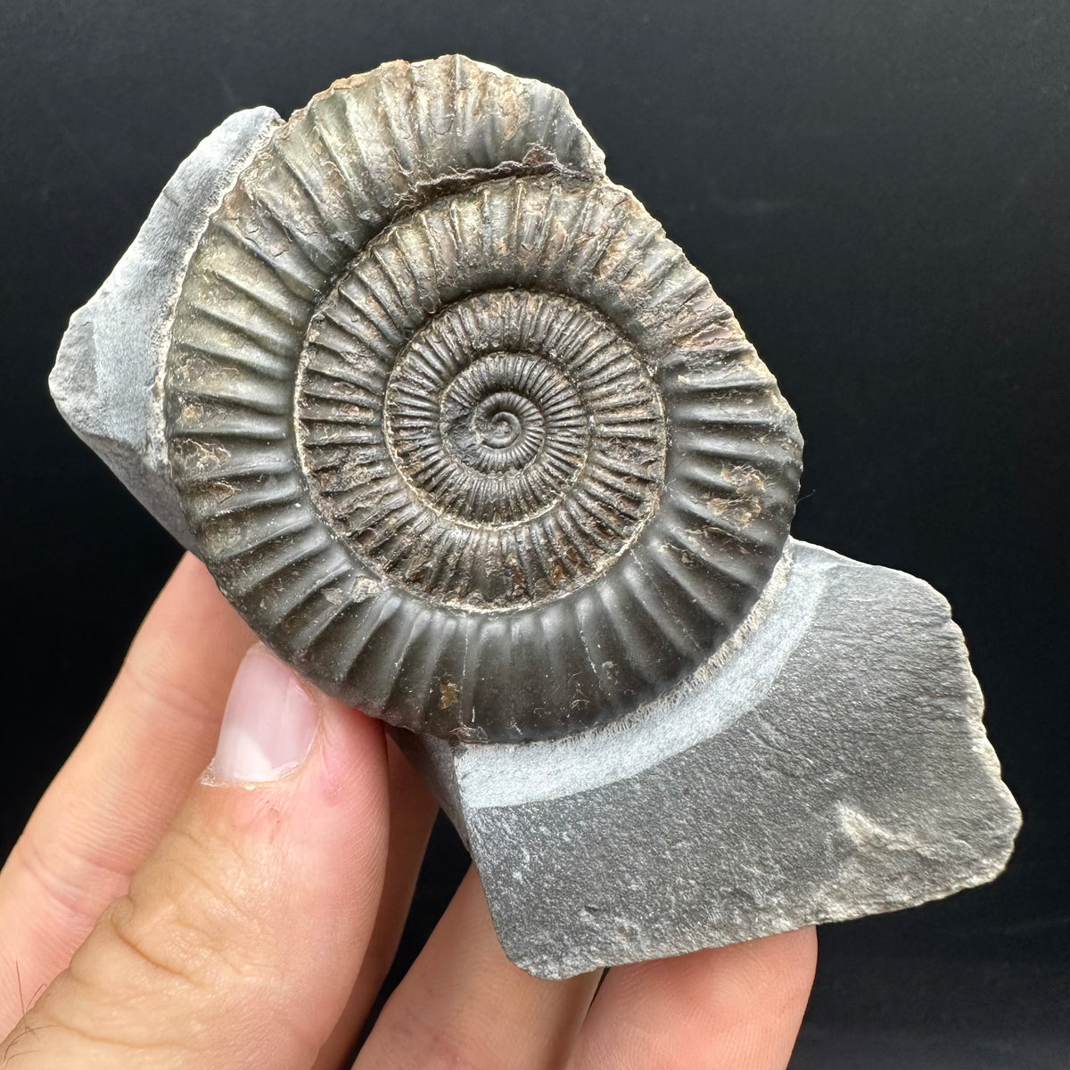 Dactylioceras Ammonite nodule (split pair) Fossil With Box And Stand - Whitby, North Yorkshire Jurassic Coast Yorkshire Fossils