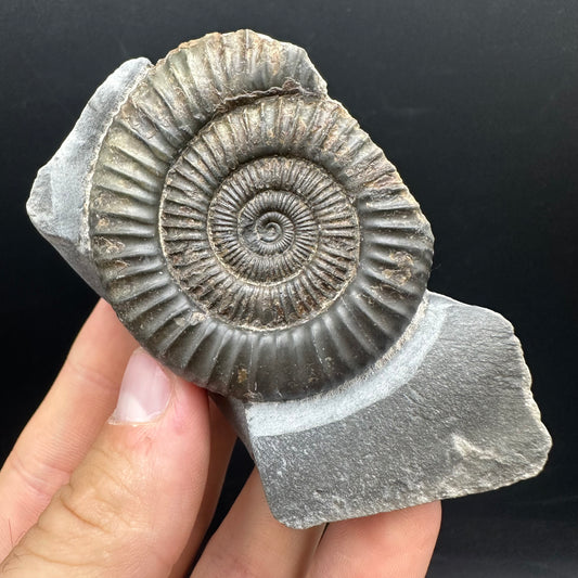 Dactylioceras Ammonite nodule (split pair) Fossil With Box And Stand - Whitby, North Yorkshire Jurassic Coast Yorkshire Fossils
