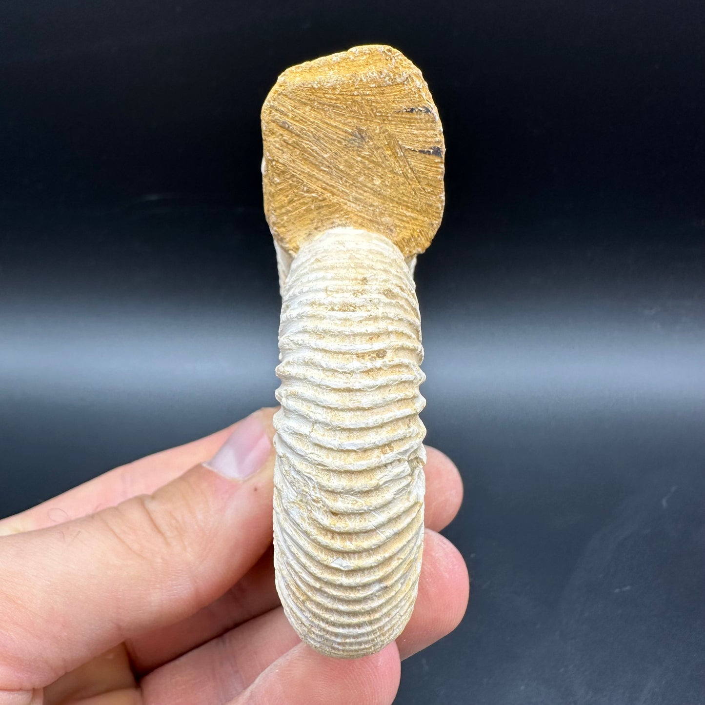 Dichotomosphinctes Ammonite Fossil With Box And Stand - Middle Jurassic Ammonite Madagascar