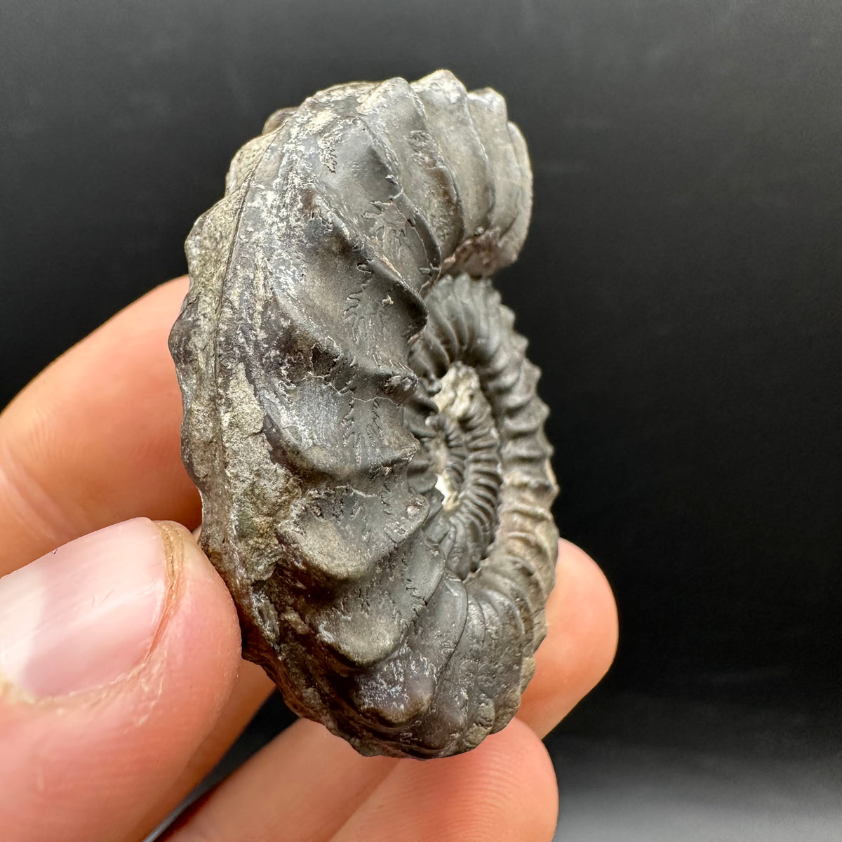 Pleuroceras hawskerense Ammonite fossil with box and stand - Whitby, North Yorkshire Jurassic Coast, Yorkshire fossils