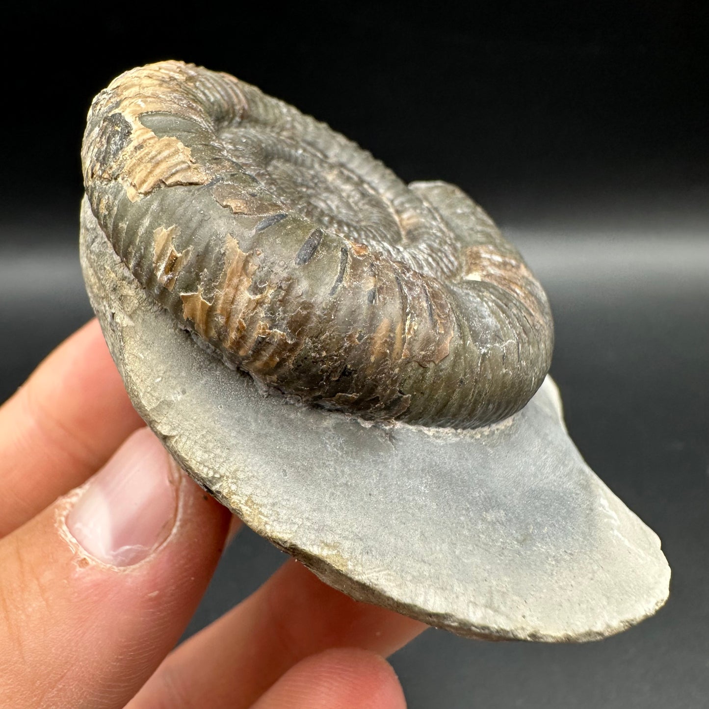 Dactylioceras Ammonite Fossil With Box And Stand - Whitby, North Yorkshire Jurassic Coast Yorkshire Fossils