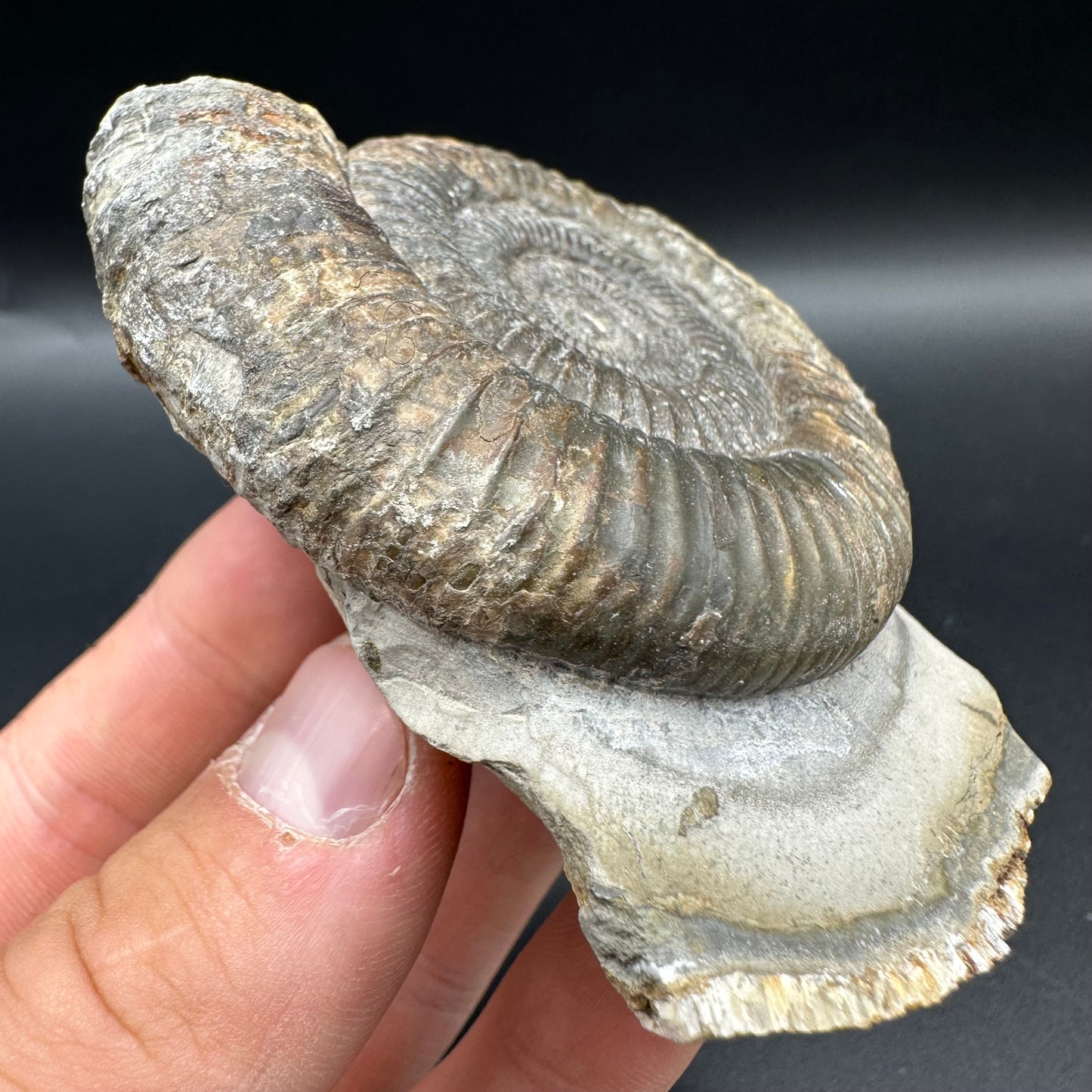 Dactylioceras Ammonite Fossil With Box And Stand - Whitby, North Yorkshire Jurassic Coast Yorkshire Fossils