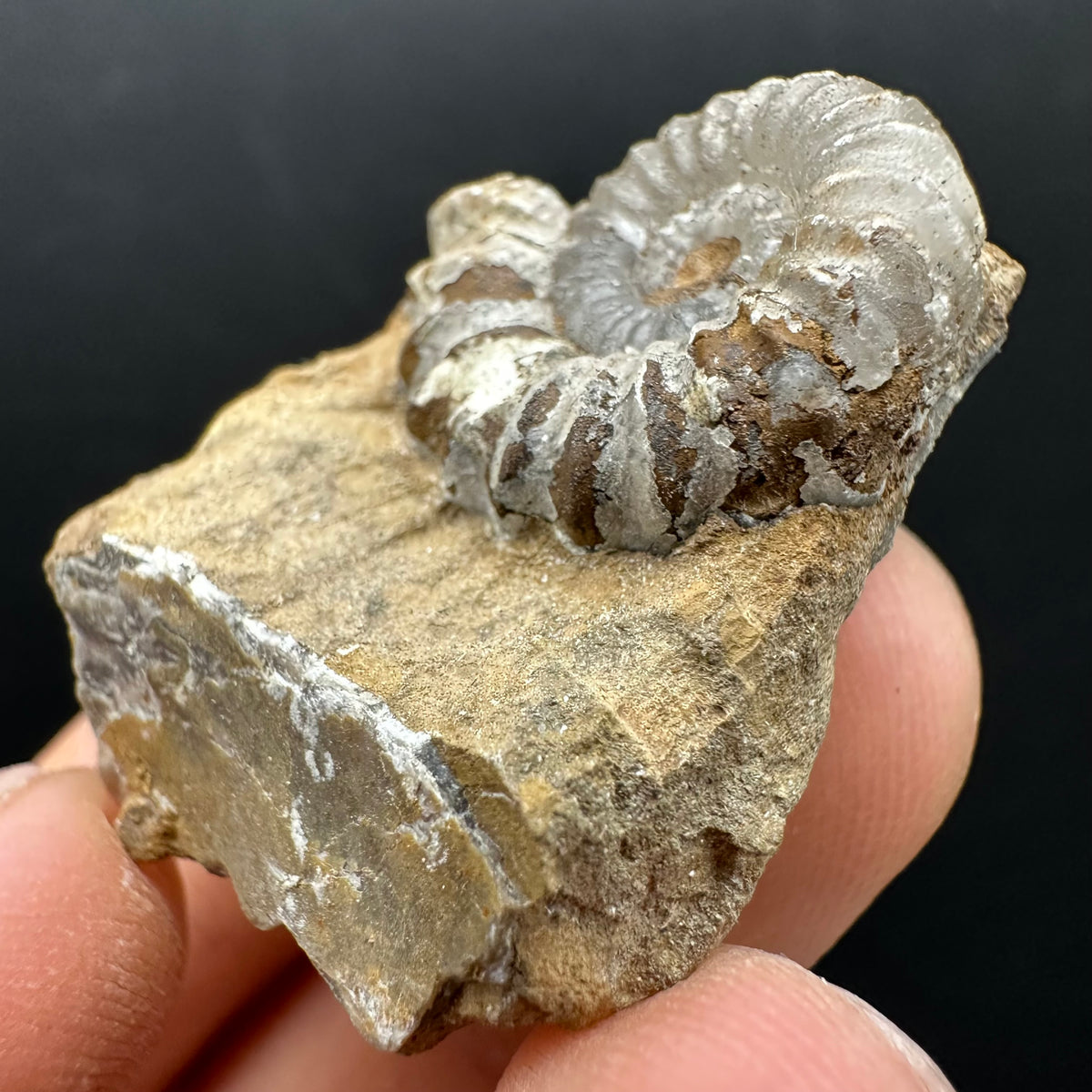 Androgynoceras capricornus Ammonite Fossil With Stand - Whitby, North Yorkshire Jurassic Coast Yorkshire Fossils