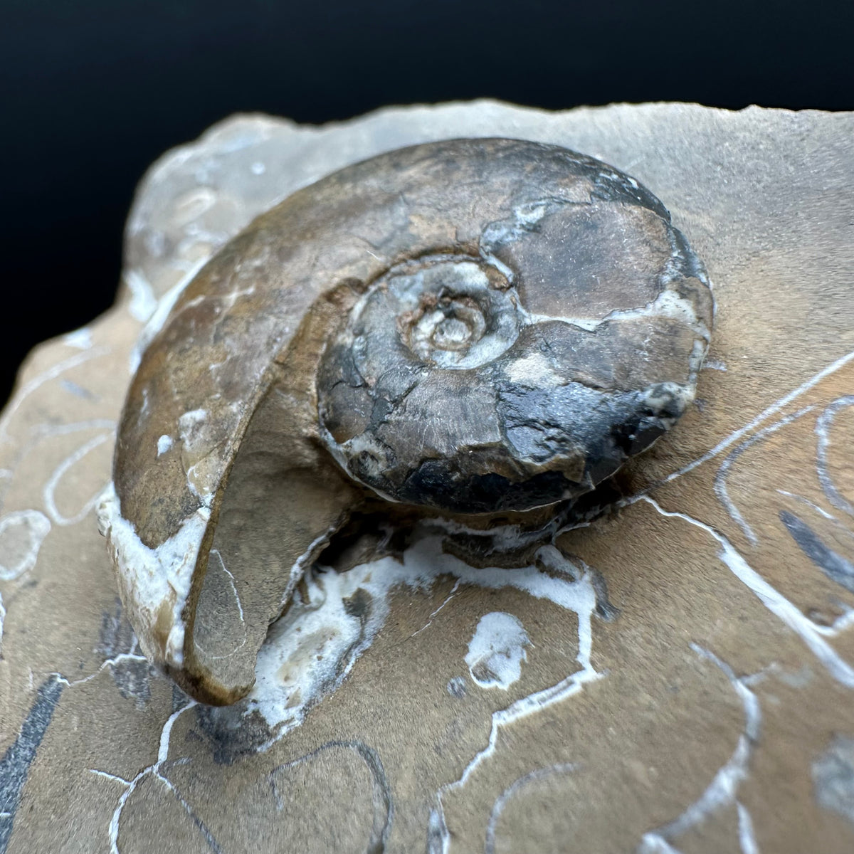 Amaltheus striatus ammonite fossil with box and stand - Whitby, North Yorkshire Jurassic Coast Yorkshire Fossils