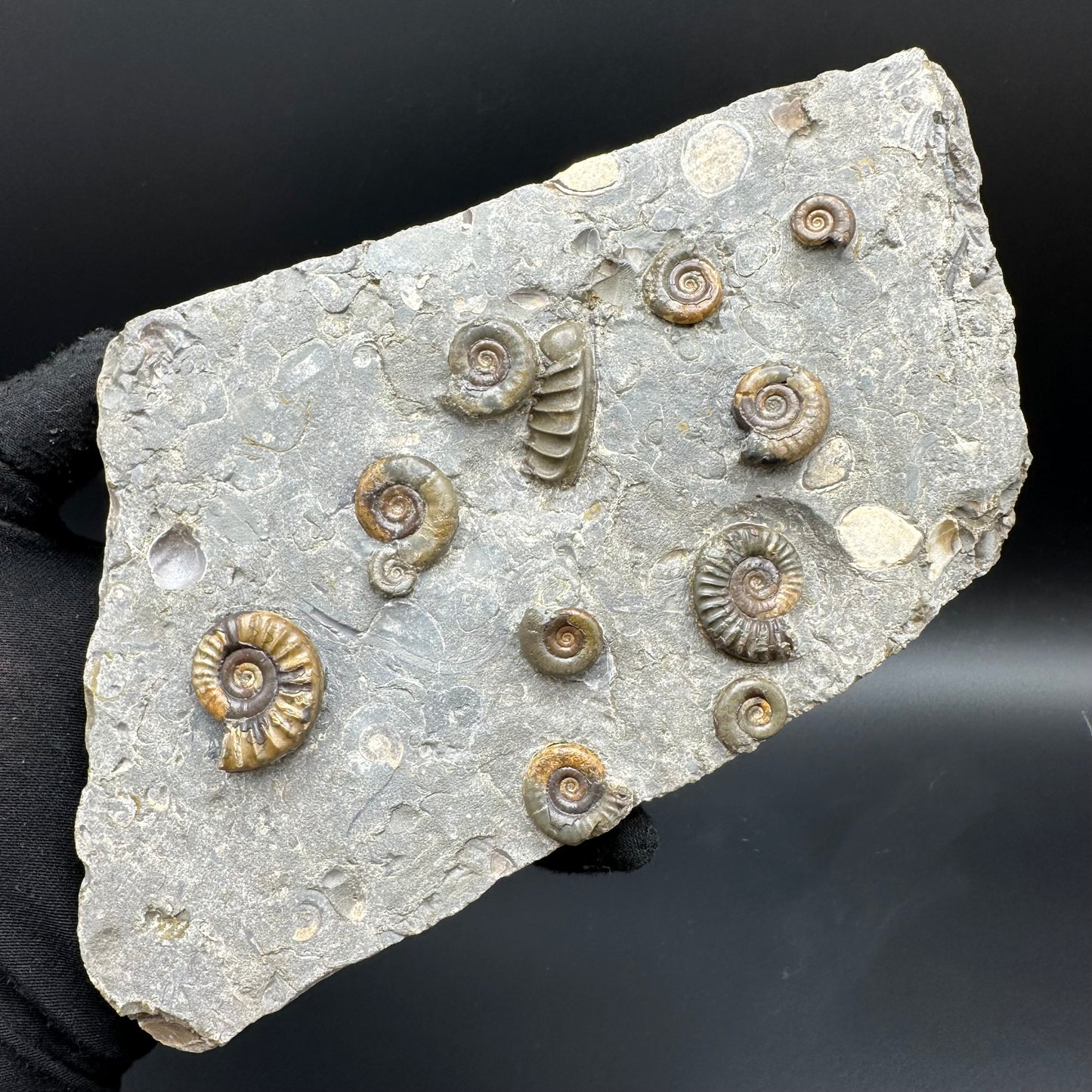 Arnioceras ammonite shell fossil with stand - Whitby, North Yorkshire Jurassic Coast Yorkshire Fossils