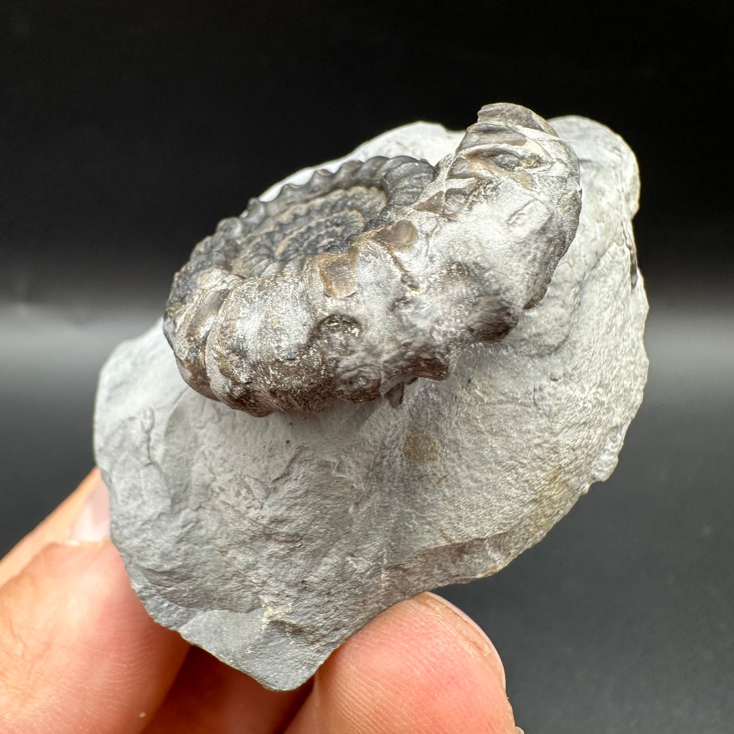 Gagaticeras Ammonite fossil with box and stand - Whitby, North Yorkshire Jurassic Coast Yorkshire Fossils