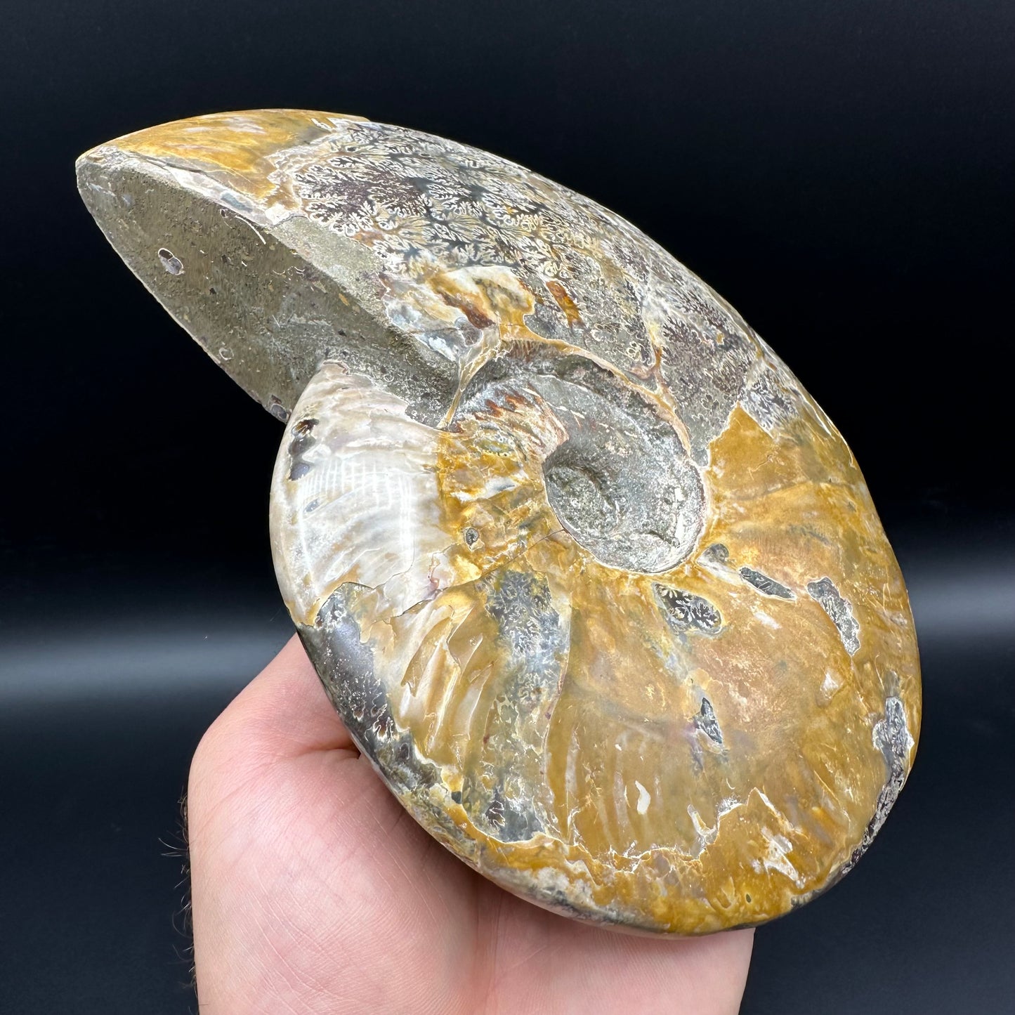 Cleoniceras Ammonite Fossil With Stand - Cretaceous Ammonite Madagascar