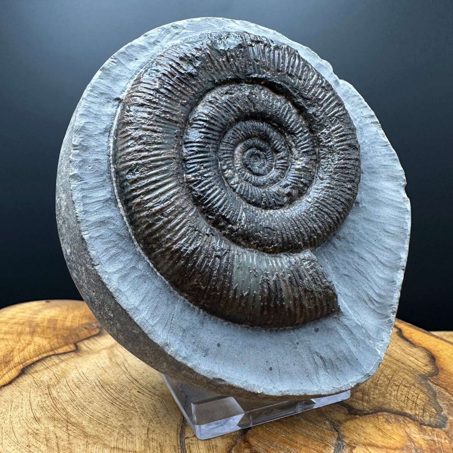 Dactylioceras tenuicostatum Ammonite fossil with box and stand - Whitby, North Yorkshire Jurassic Coast