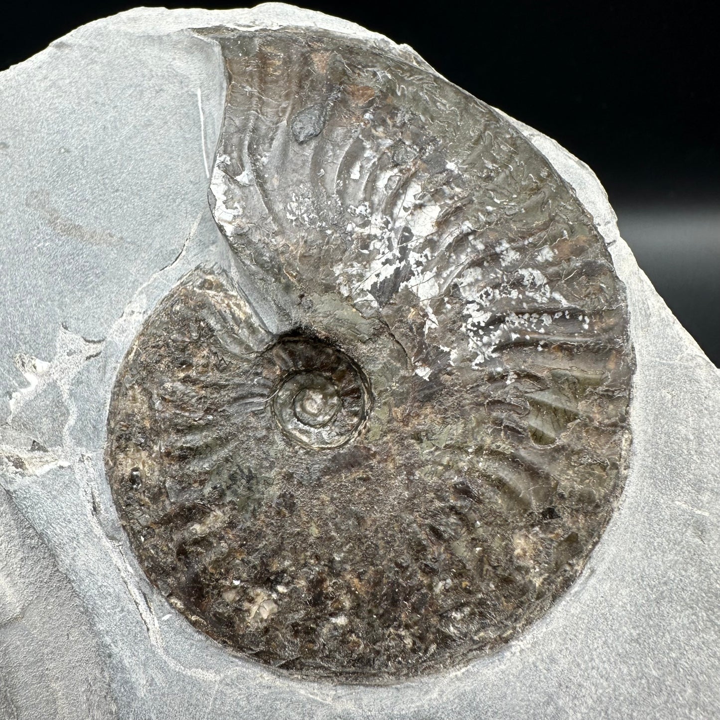 Pseudolioceras lythense Ammonite fossil - Whitby, North Yorkshire, Yorkshire Fossils on the Jurassic Coast