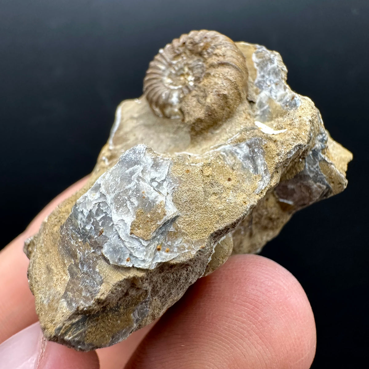 Androgynoceras capricornus Ammonite Fossil With Stand - Whitby, North Yorkshire Jurassic Coast Yorkshire Fossils
