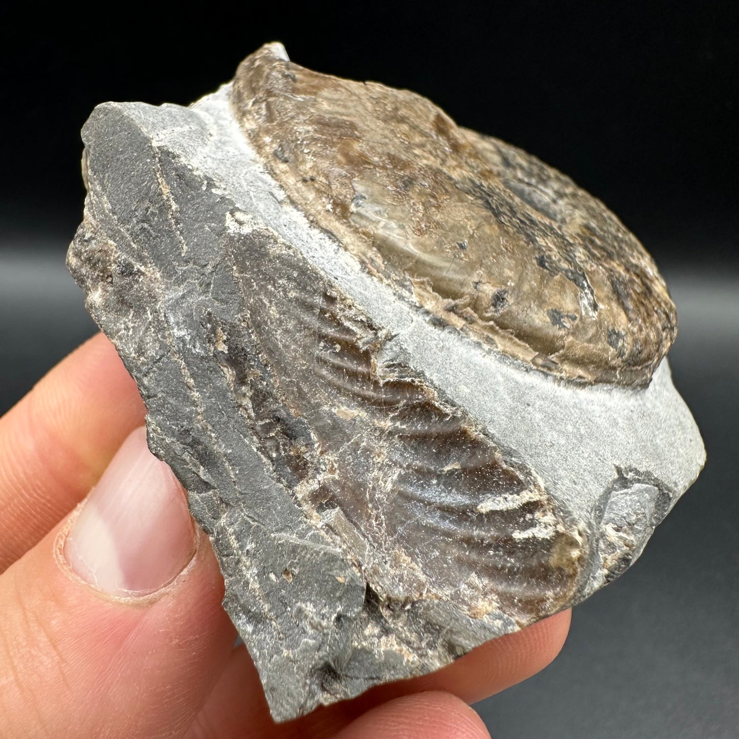 Harpoceras Sp. Ammonite fossil with box and stand - Whitby, North Yorkshire Jurassic Coast Yorkshire Fossils