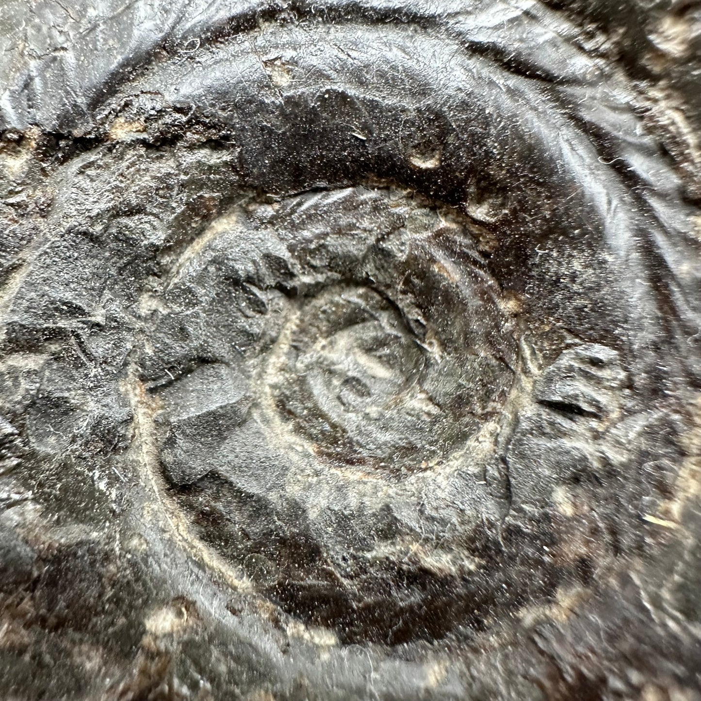 Hildoceras Bifrons Ammonite fossil with box and stand - Whitby, North Yorkshire Jurassic Coast, Yorkshire Fossils from the Jurassic Coast