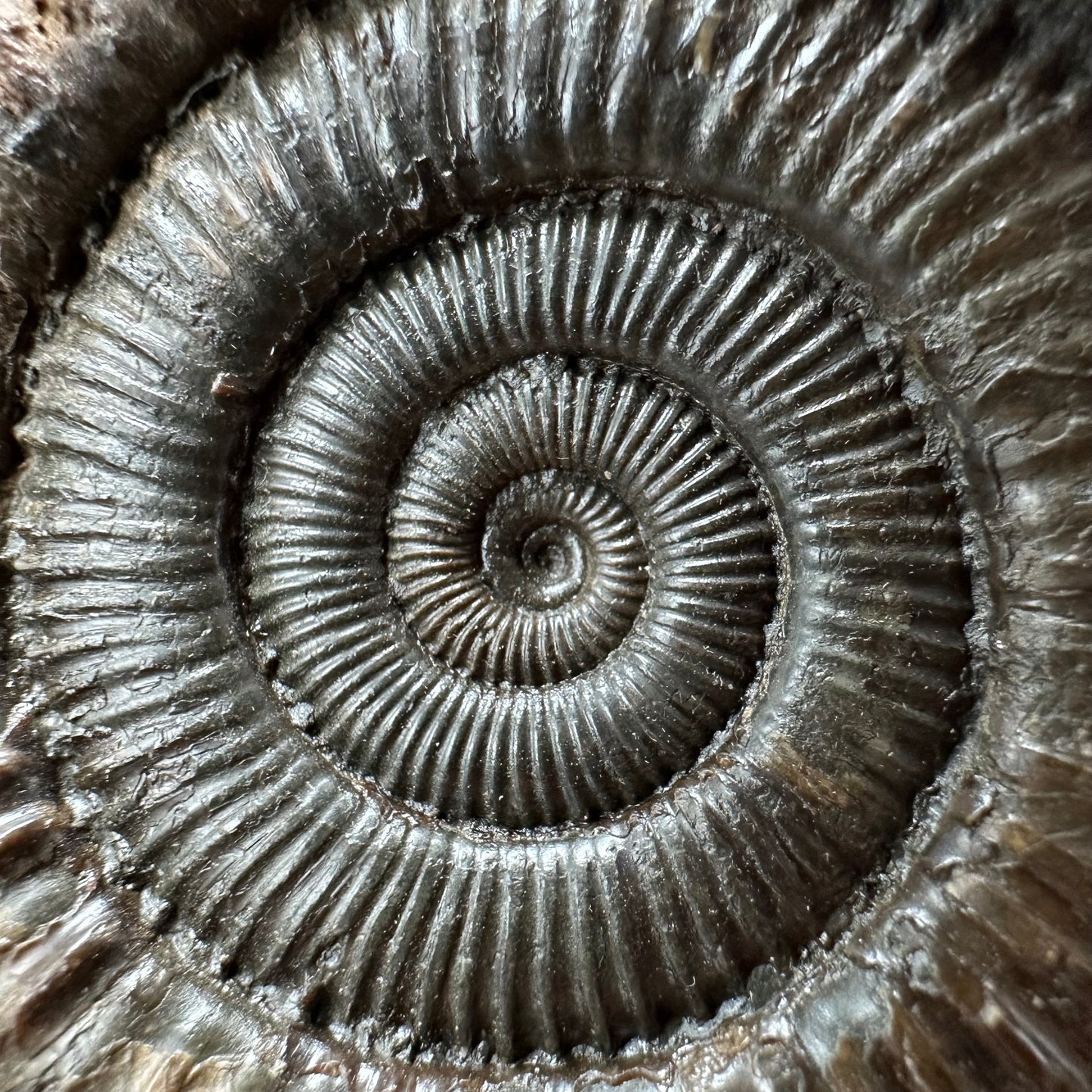 Dactylioceras Ammonite Fossil With box and Stand - Whitby, North Yorkshire Jurassic Coast Yorkshire Fossils