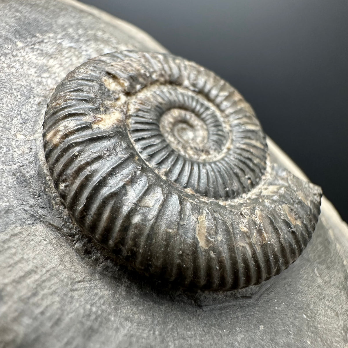 Dactylioceras Ammonite Fossil With box and Stand - Whitby, North Yorkshire Jurassic Coast Yorkshire Fossils