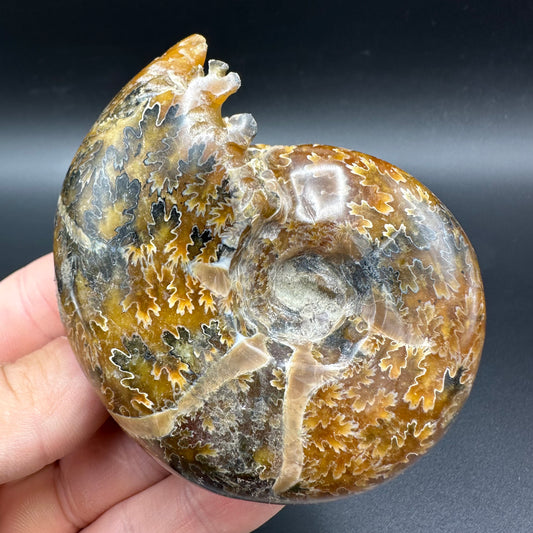 Puzosia Ammonite Fossil With Box And Stand - Cretaceous Ammonite Madagascar