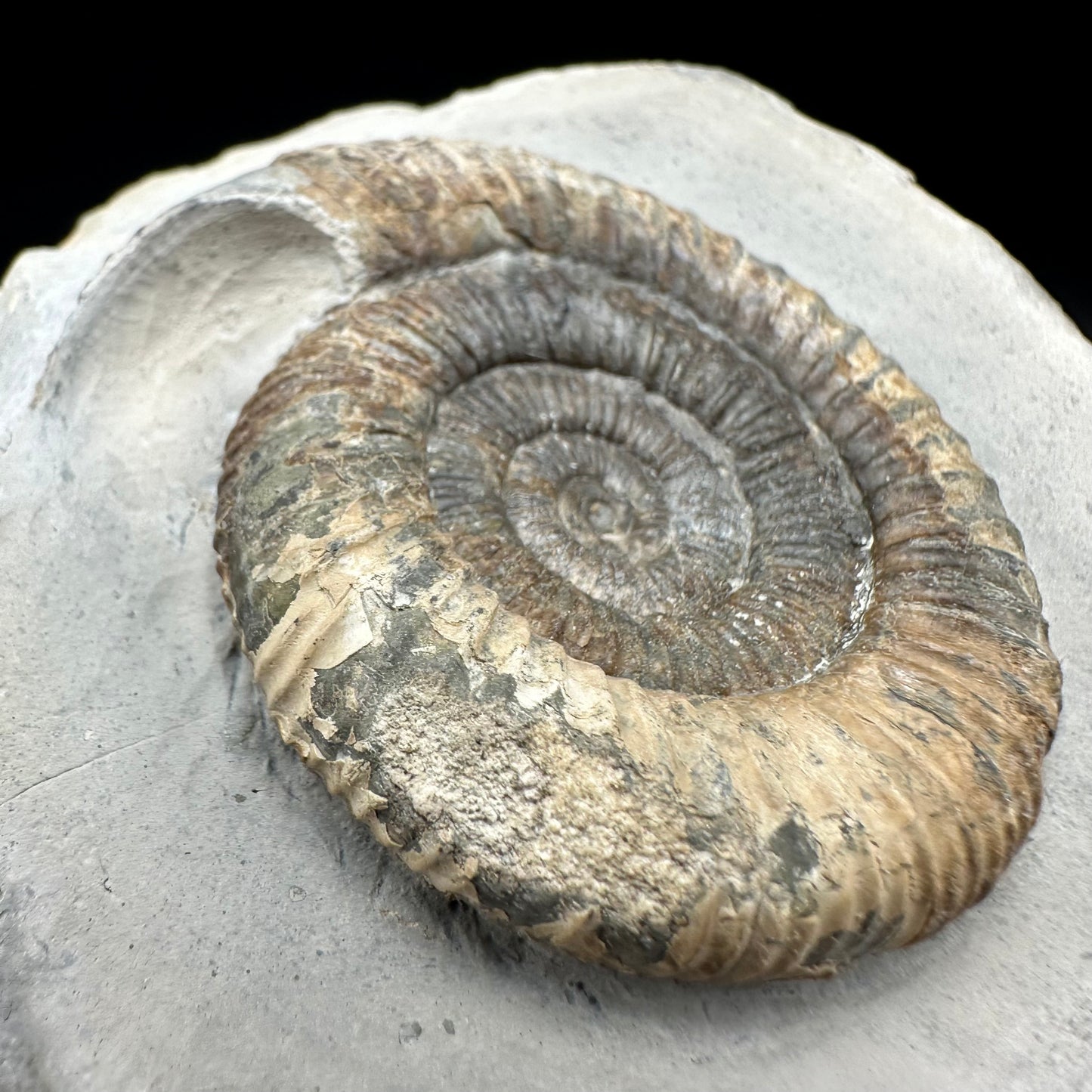 Dactylioceras Ammonite Fossil With Box And Stand - Whitby, North Yorkshire Jurassic Coast Yorkshire Fossils