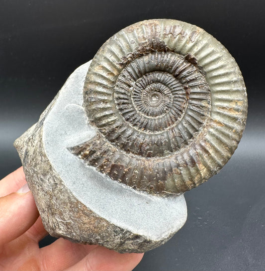Dactylioceras Ammonite Fossil With box and Stand - Whitby, North Yorkshire Jurassic Coast Yorkshire Fossils