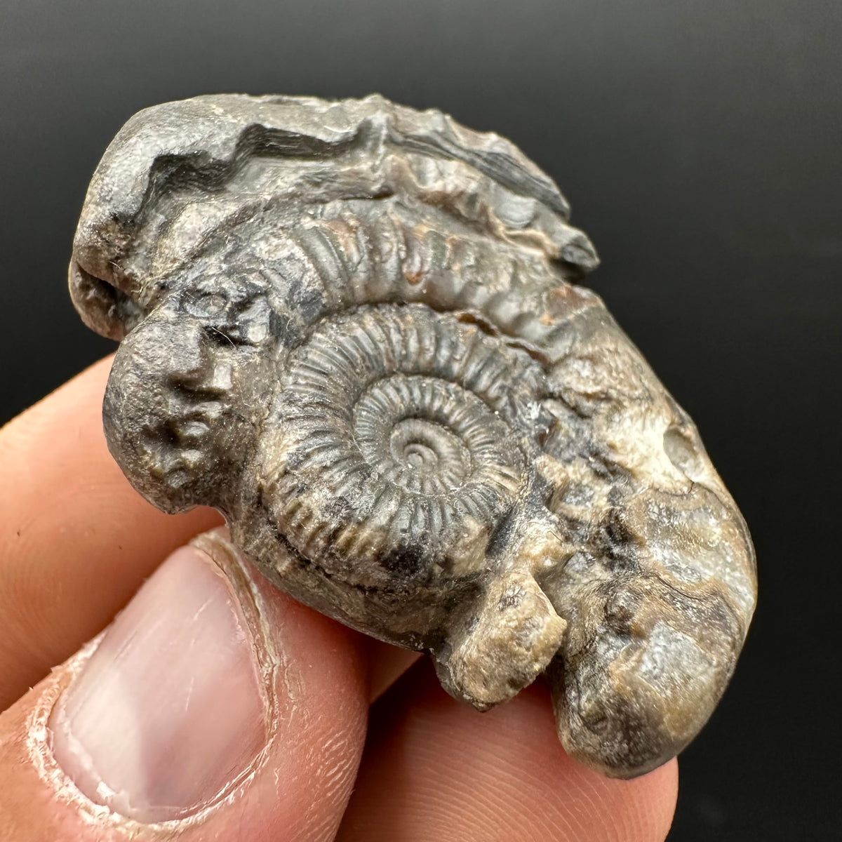 Hydra Snakestone Ammonite Fossil With Bag/Box And Stand - Whitby, North Yorkshire Jurassic Coast Yorkshire Fossils