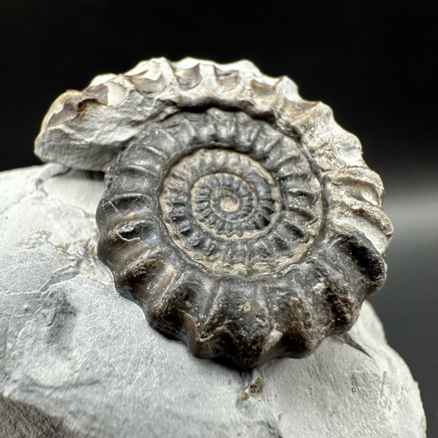 Gagaticeras Ammonite fossil with box and stand - Whitby, North Yorkshire Jurassic Coast Yorkshire Fossils