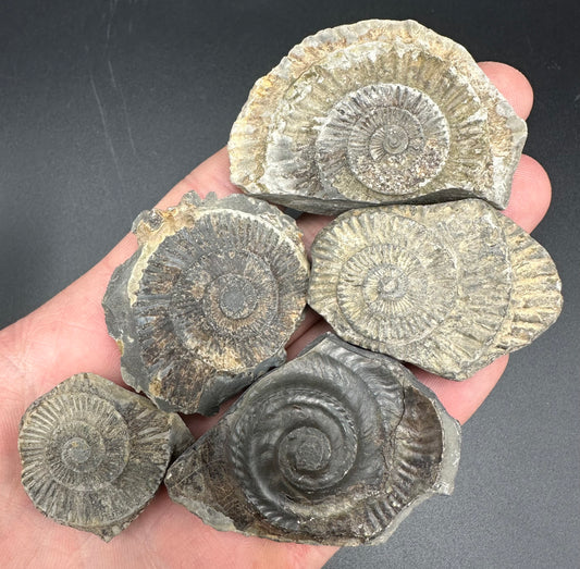 Dactylioceras imprint (negative) bundle ammonite shell fossil with box - Whitby, North Yorkshire, Yorkshire Fossils