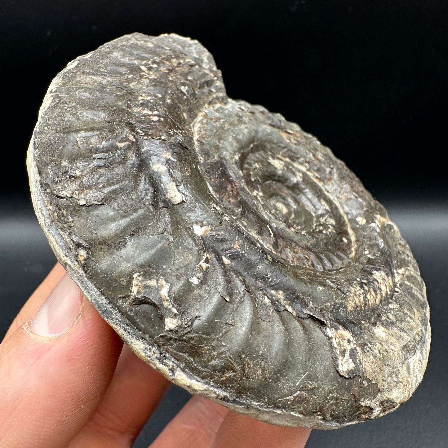 Hildoceras lusitanicum Ammonite fossil with box and stand - Whitby, North Yorkshire, Jurassic Coast, Yorkshire Fossils from the Jurassic Coast