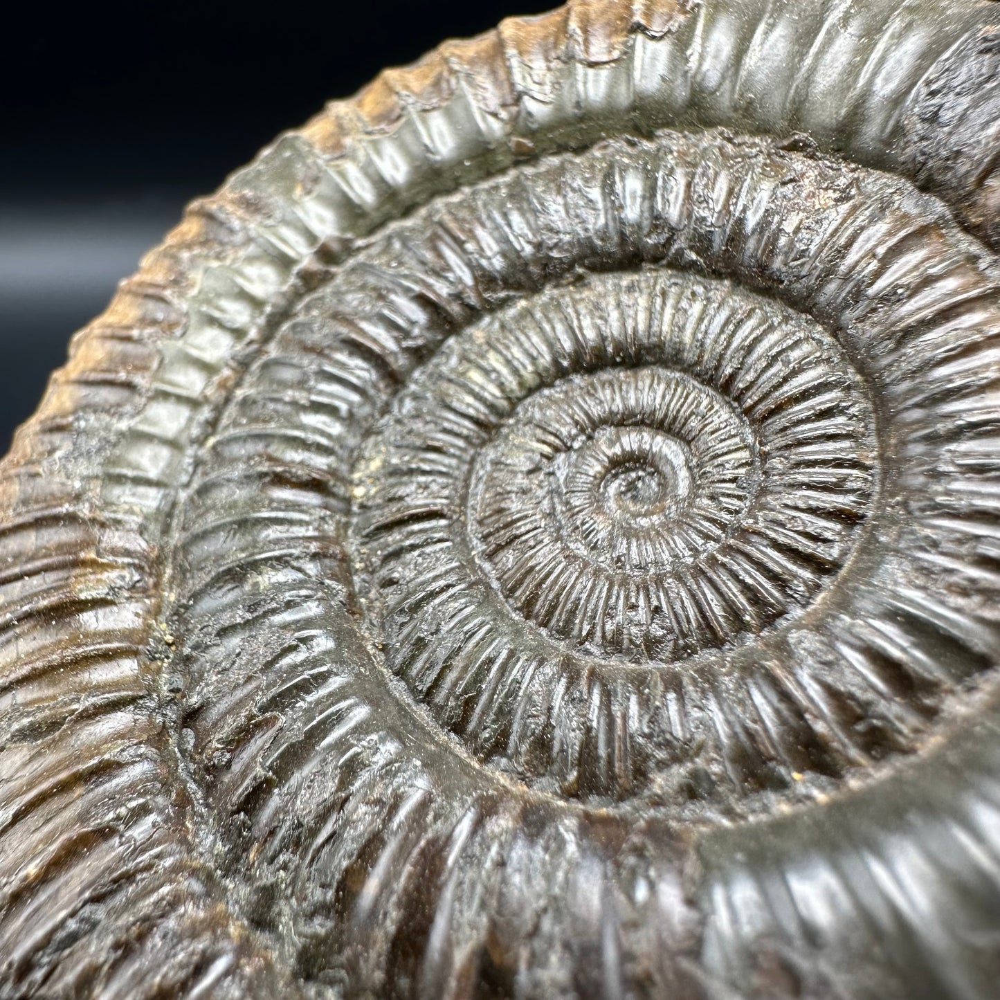 Dactylioceras Ammonite Fossil With Box And Stand - Whitby, North Yorkshire Jurassic Coast Yorkshire Fossils