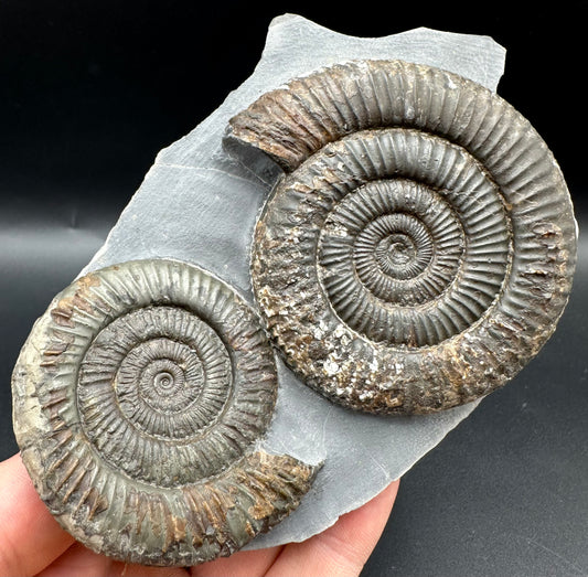 Dactylioceras Multi ammonite fossil with box and stand - Whitby, North Yorkshire Jurassic Coast, Yorkshire Fossils