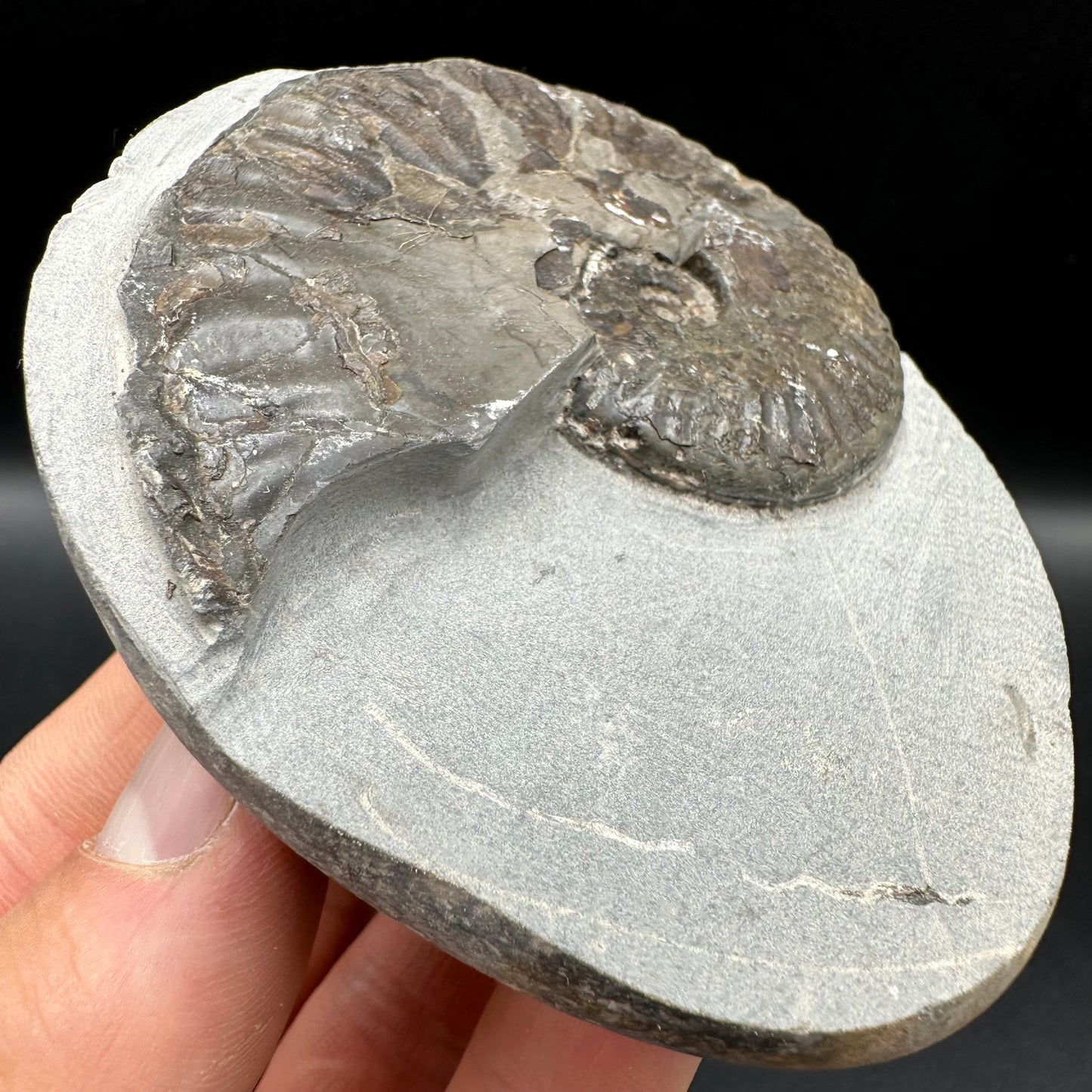 Pseudolioceras lythense Ammonite fossil with box and stand - Whitby, North Yorkshire, Yorkshire Fossils on the Jurassic Coast