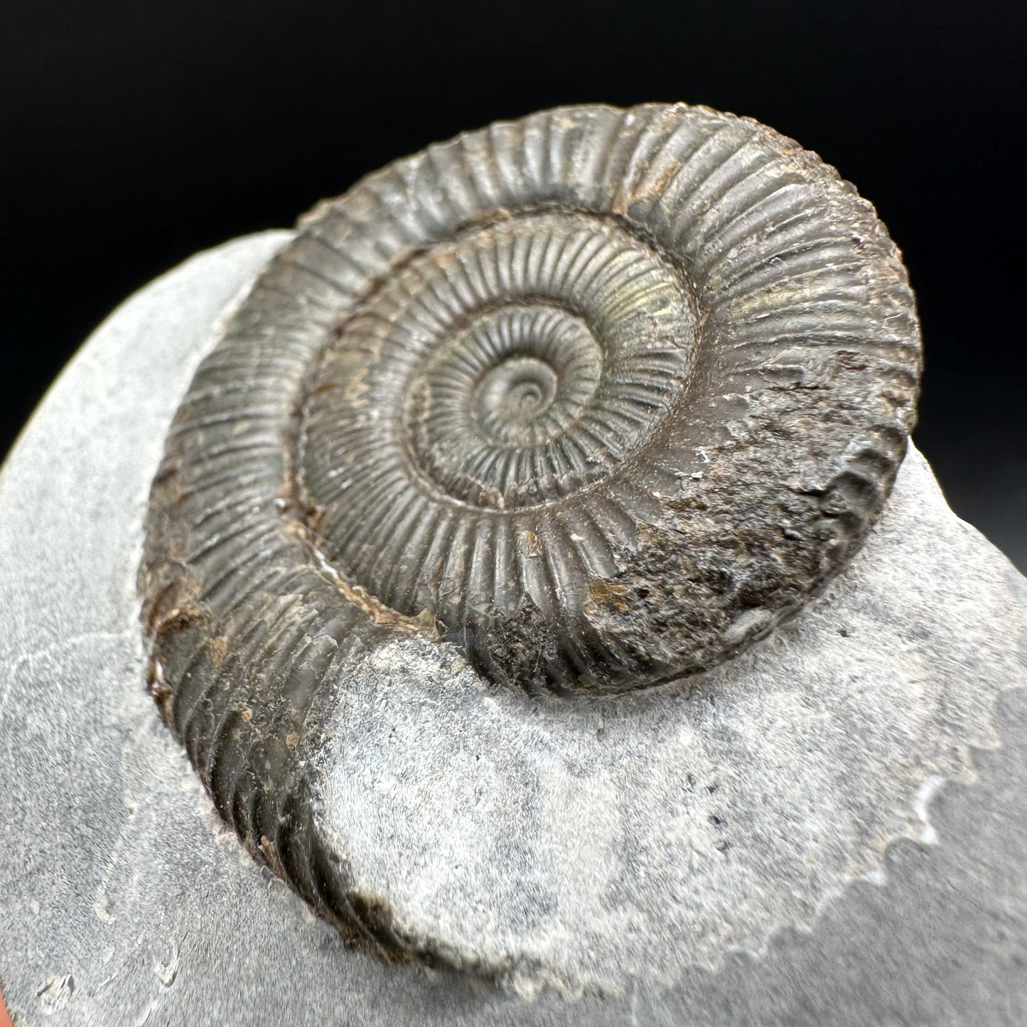 Dactylioceras Ammonite Fossil With Box And Stand - Whitby, North Yorkshire Jurassic Coast Yorkshire Fossils