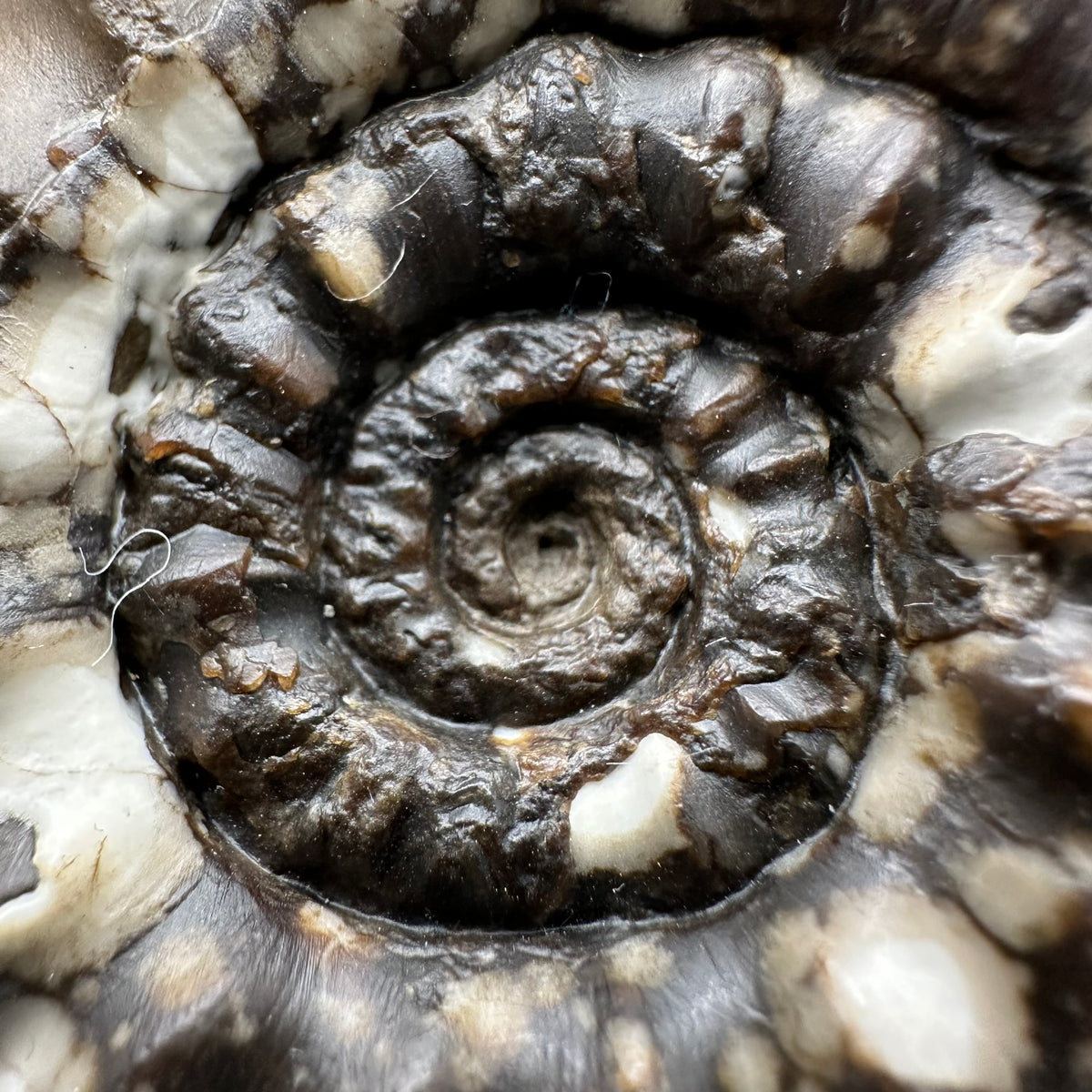 Androgynoceras maculatum ammonite fossil with stand - Whitby, North Yorkshire Jurassic Coast Yorkshire Fossils