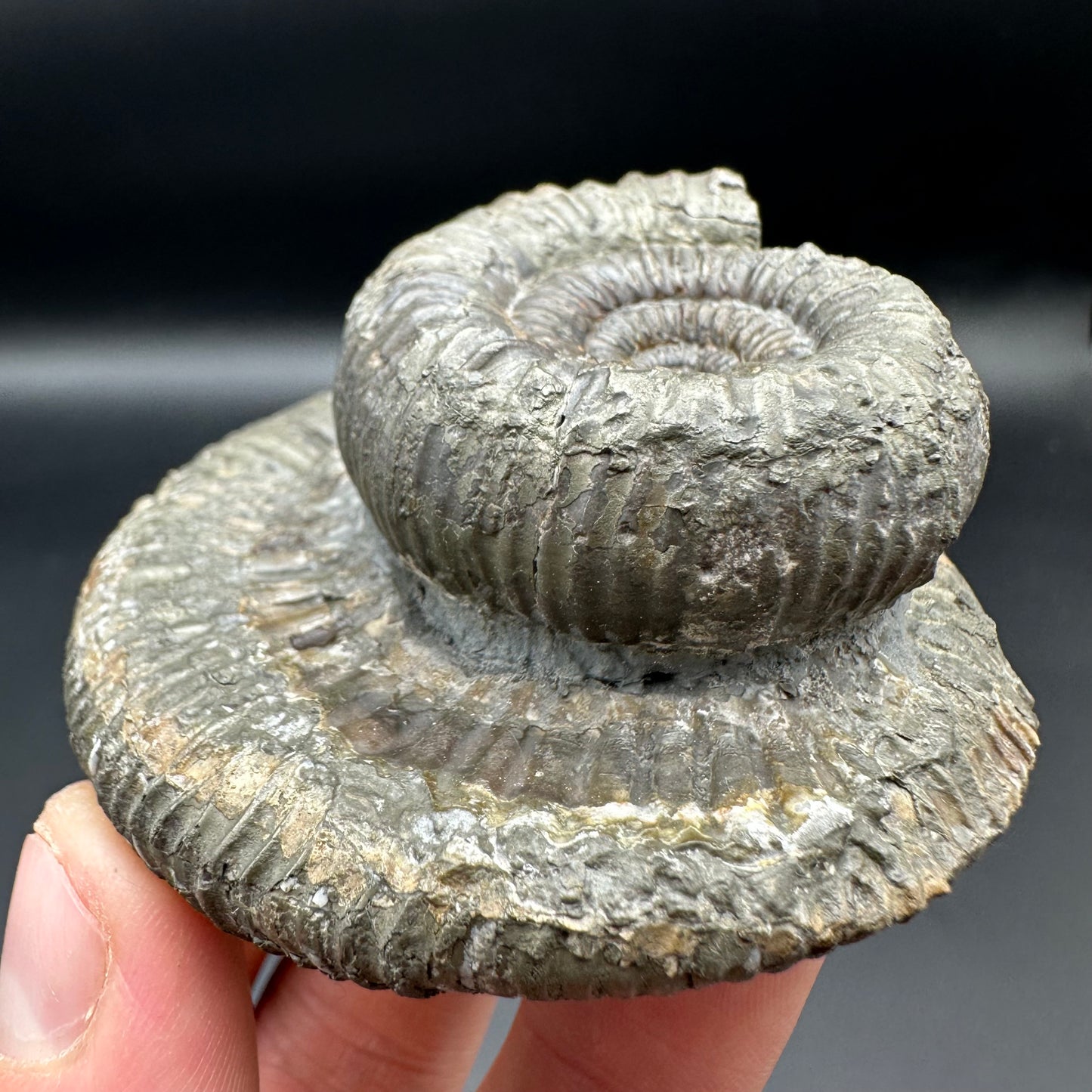 Catacoeloceras Sp. ammonite fossil with box and stand- Whitby, North Yorkshire Jurassic Coast Yorkshire Fossils