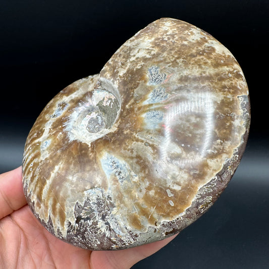 Cleoniceras Ammonite Fossil With Stand - Cretaceous Ammonite Madagascar