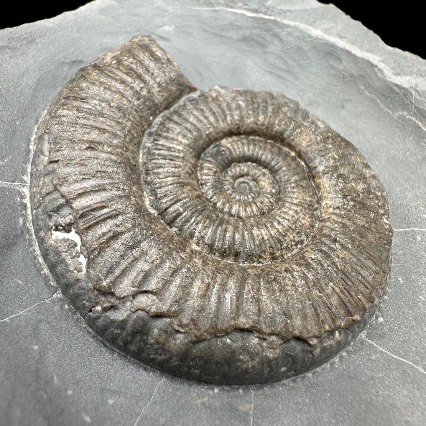 Zugodactylites Ammonite fossil with stand - Whitby, North Yorkshire Jurassic Coast, Yorkshire fossils