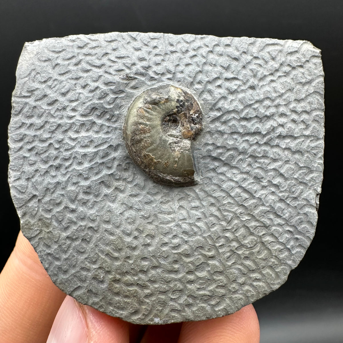 Eleganticeras Elegantulum ammonite fossil with box and stand - Whitby, North Yorkshire Jurassic Coast, Yorkshire Fossils