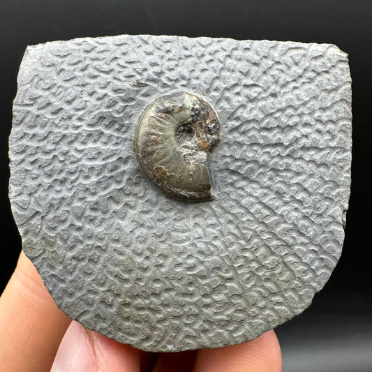 Eleganticeras Elegantulum ammonite fossil with box and stand - Whitby, North Yorkshire Jurassic Coast, Yorkshire Fossils