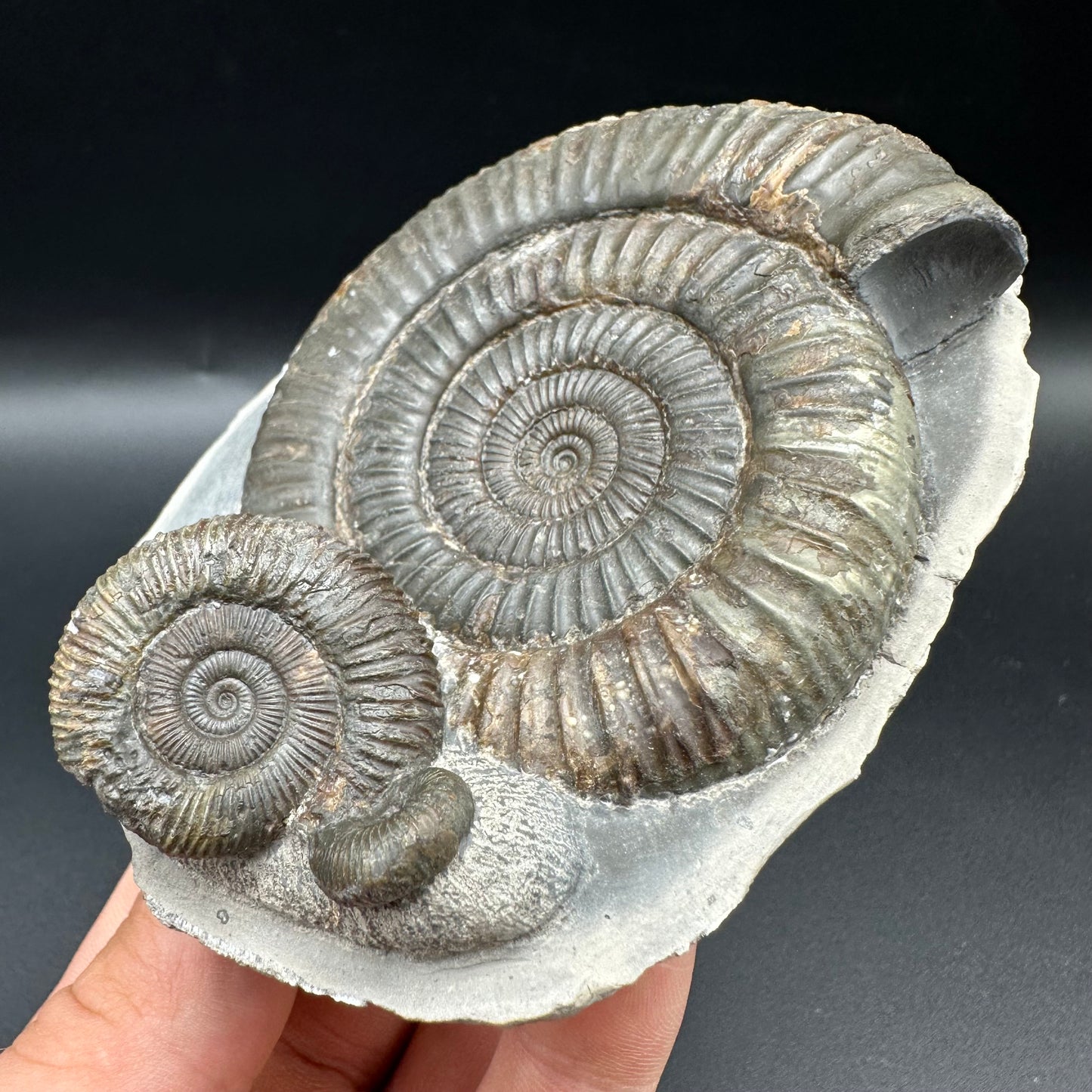 Dactylioceras Multi ammonite fossil with box and stand - Whitby, North Yorkshire Jurassic Coast, Yorkshire Fossils
