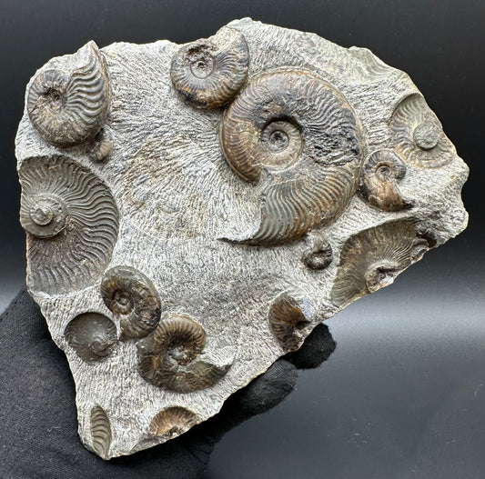 Cleviceras sp. ammonite shell fossil with stand - Whitby, North Yorkshire Jurassic Coast Yorkshire Fossils
