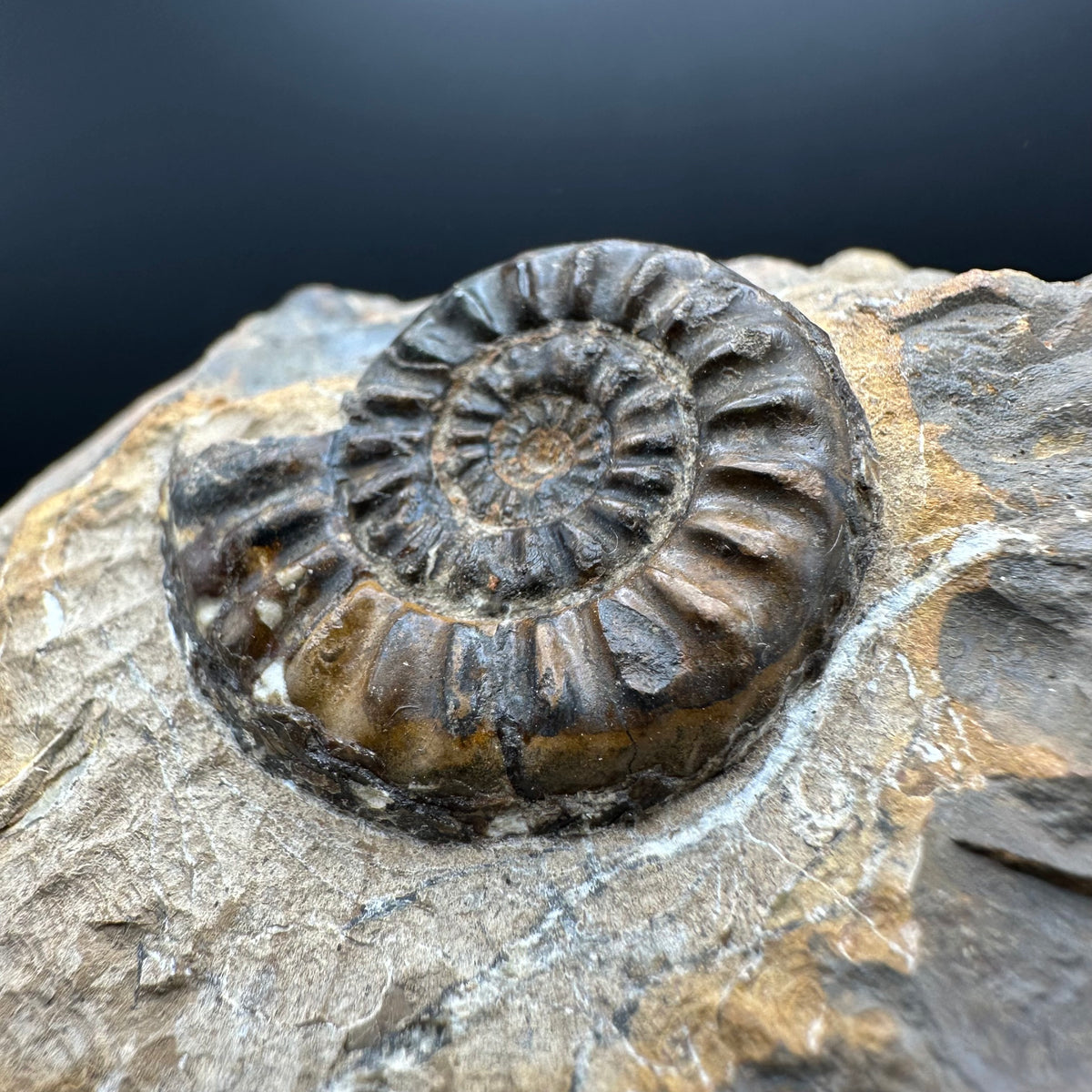Amaltheus subnodosus Ammonite fossil with stand - Whitby, North Yorkshire Jurassic Coast Yorkshire Fossils