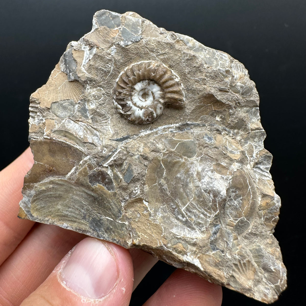 Androgynoceras capricornus Ammonite Fossil With Stand - Whitby, North Yorkshire Jurassic Coast Yorkshire Fossils